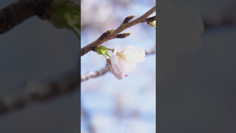 Watching The Spring Blossom Around The #ferrariroma In #tokyo. #hanami #花見 #ferrari